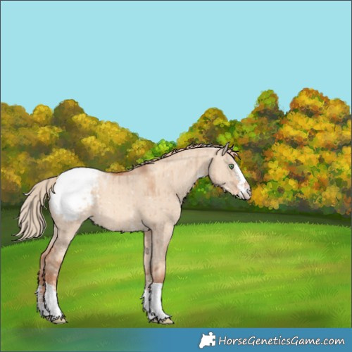 Horse Color:Gold Champagne Dun Sabino Tobiano Snowcap Rabicano Brindle 