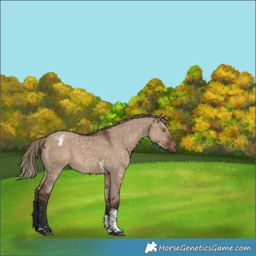 Horse Color:Liver Red Dun Sabino Tobiano Blanket Rabicano Brindle