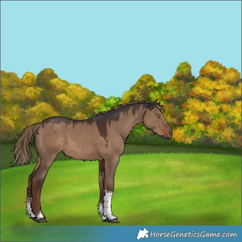 Horse Color:Liver Red Dun Sabino Tobiano