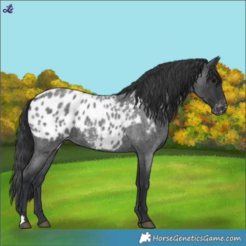 Horse Color:Blue Roan Blanket