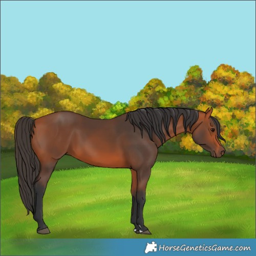 Horse Color:Bay 