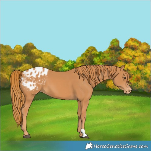 Horse Color:Chestnut Blanket