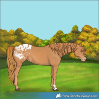 Horse Color:Chestnut Blanket 