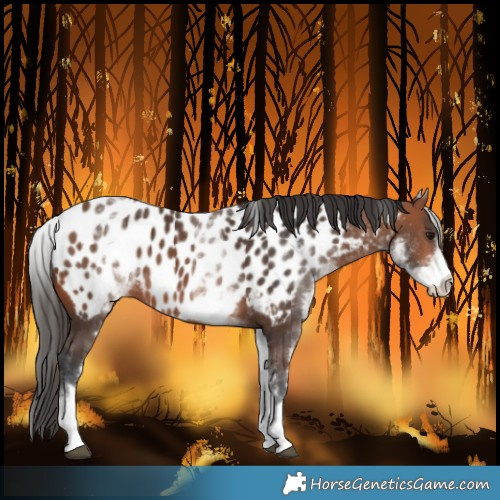 Horse Color:White Spotted Bay Near Leopard Rabicano 