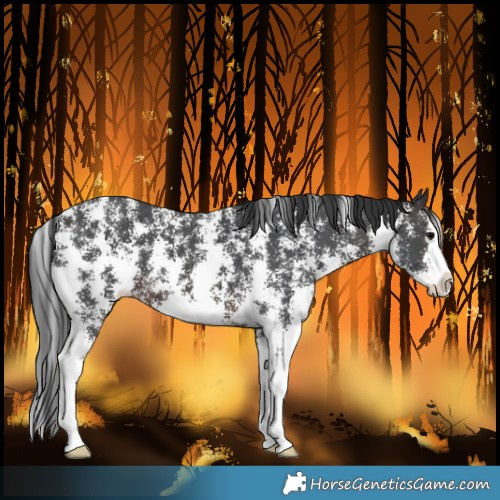 Horse Color:Brown Sabino Splash