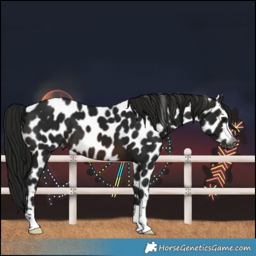 Horse Color:Gray Brown Leopard