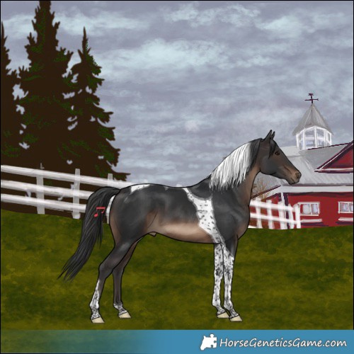Horse Color:Brown Tobiano
