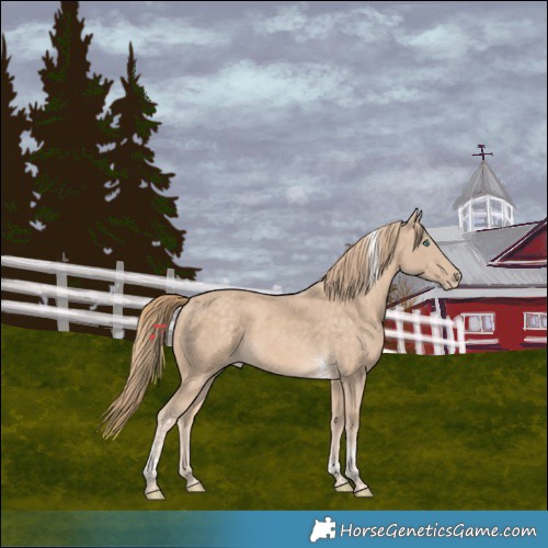 Horse Color:Perlino Tobiano 