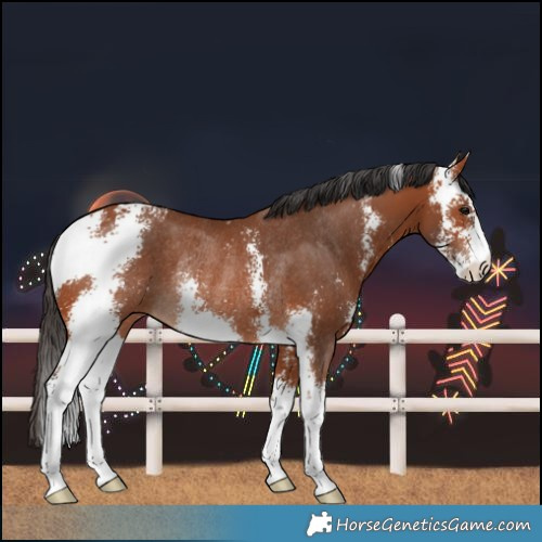 Horse Color:Bay Sabino Rabicano 