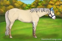Horse Color:Silver Amber Champagne Dun Sabino Splash Frame Rabicano
