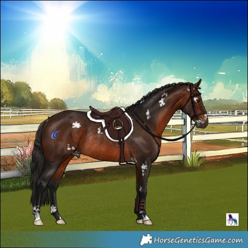 Horse Color:Gray Bay Rabicano 