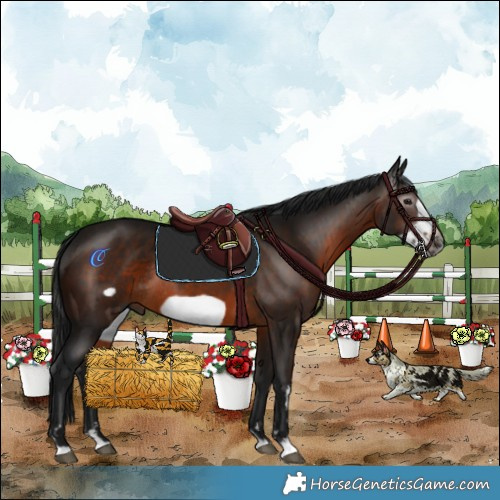 Horse Color:Gray Bay Frame Rabicano 
