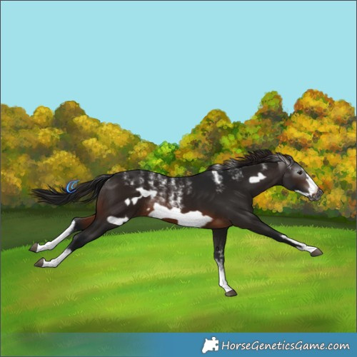 Horse Color:Powder White Gray White Spotted Bay Frame Rabicano
