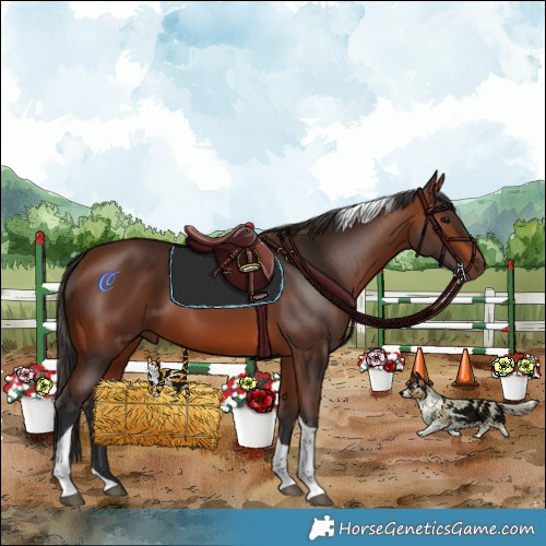Horse Color:Bay Tobiano