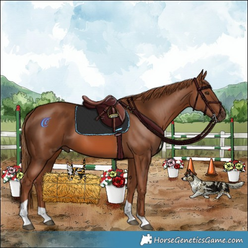 Horse Color:Chestnut Tobiano