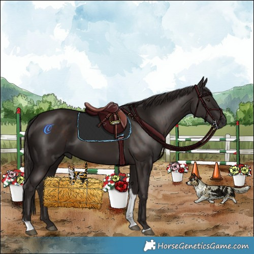 Horse Color:Liver Chestnut Tobiano