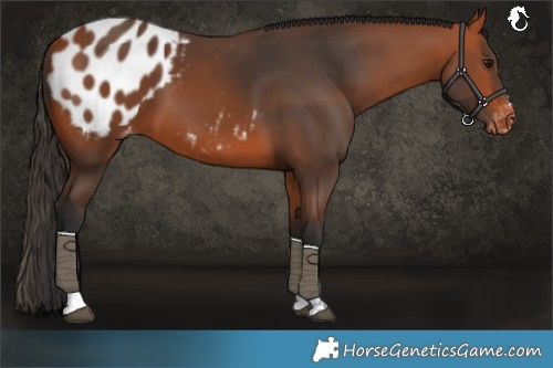 Horse Color:Bay Blanket