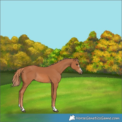 Horse Color:Chestnut Rabicano 