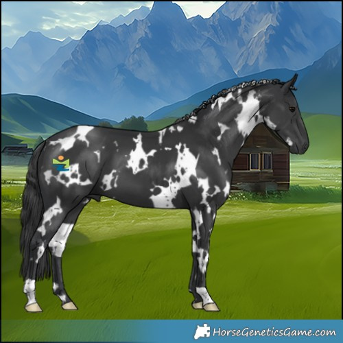Horse Color:White Spotted Black 