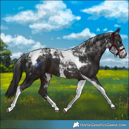 Horse Color:Gray Brown Tobiano 