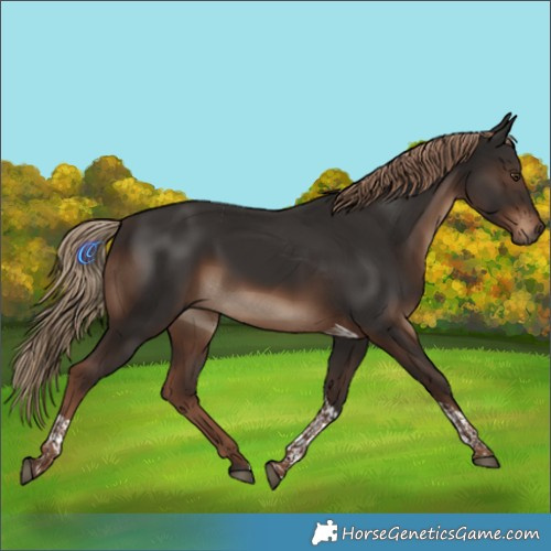 Horse Color:Liver Chestnut Tobiano 