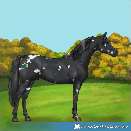 Horse Color:White Spotted Black 
