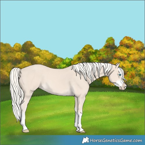 Horse Color:Cremello Splash  and Cremello Splash 