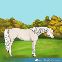 Horse Color:Cremello Splash and Cremello Splash