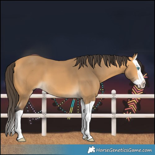 Horse Color:Buckskin Splash