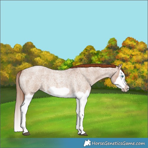 Horse Color:Red Dun Roan Splash Frame Rabicano