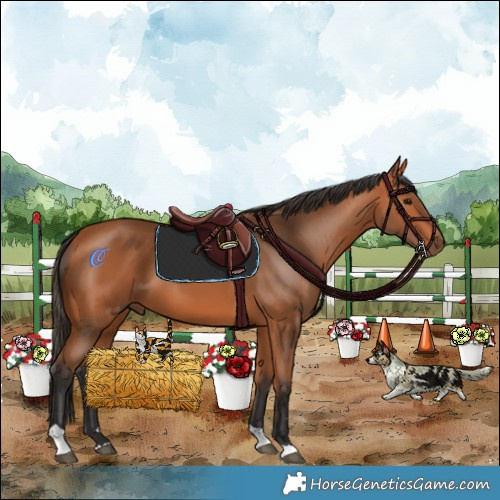 Horse Color:Bay Tobiano Rabicano