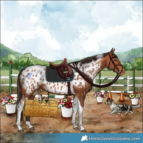 Horse Color:Bay Tobiano Near Leopard Rabicano 