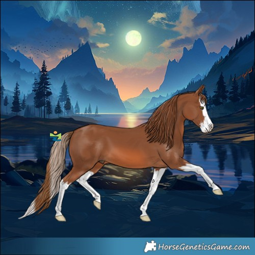 Horse Color:Chestnut Sabino Splash