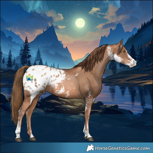 Horse Color:Liver Chestnut Pearl Sabino Blanket 
