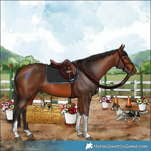 Horse Color:Bay Tobiano 