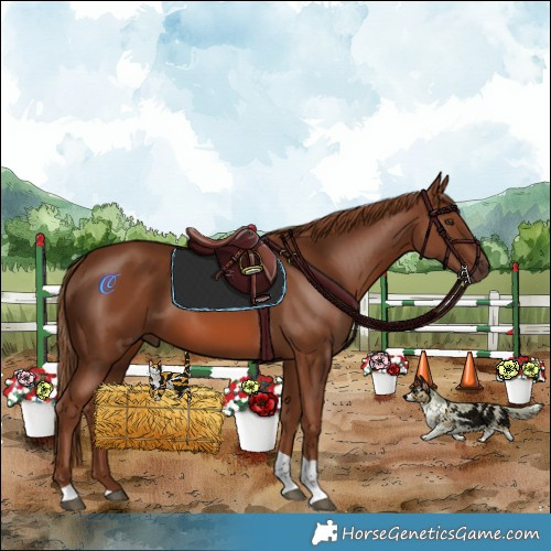Horse Color:Chestnut Tobiano