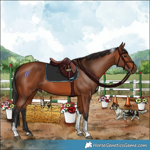 Horse Color:Bay Tobiano