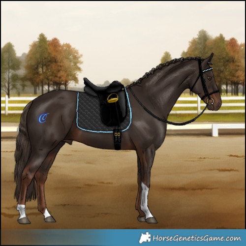 Horse Color:Liver Chestnut Tobiano 