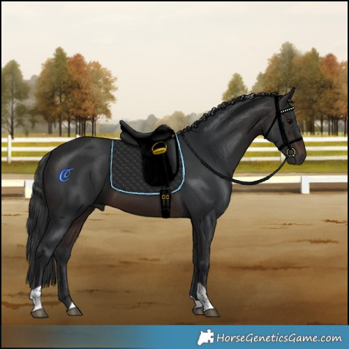 Horse Color:Brown Tobiano 