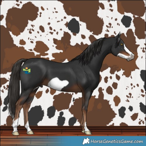 Horse Color:Gray Liver Chestnut Frame