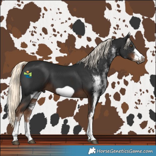 Horse Color:Gray White Spotted Liver Chestnut Mushroom Frame