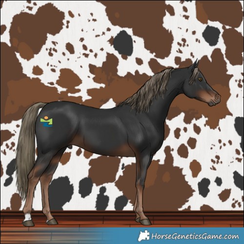 Horse Color:Gray Liver Chestnut Mushroom 