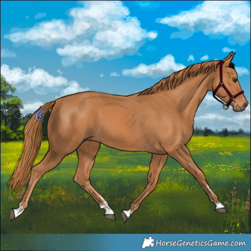 Horse Color:Chestnut 