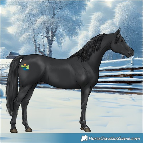 Horse Color:Black 