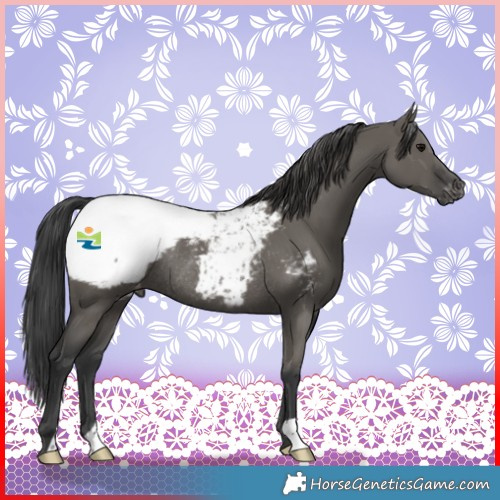 Horse Color:Grullo Snowcap Rabicano 
