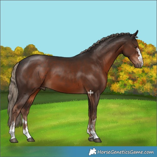 Horse Color:Liver Chestnut