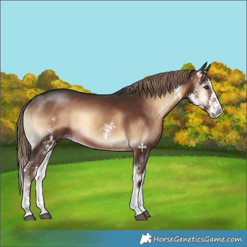Horse Color:Liver Red Onyx Sabino 