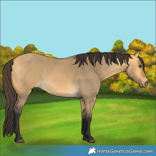 Horse Color:Buckskin Dun 