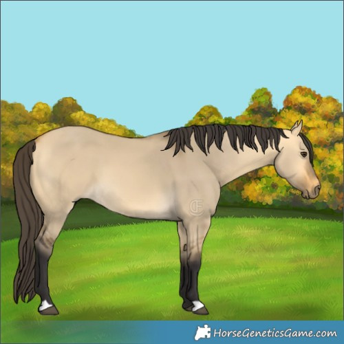 Horse Color:Buckskin Dun