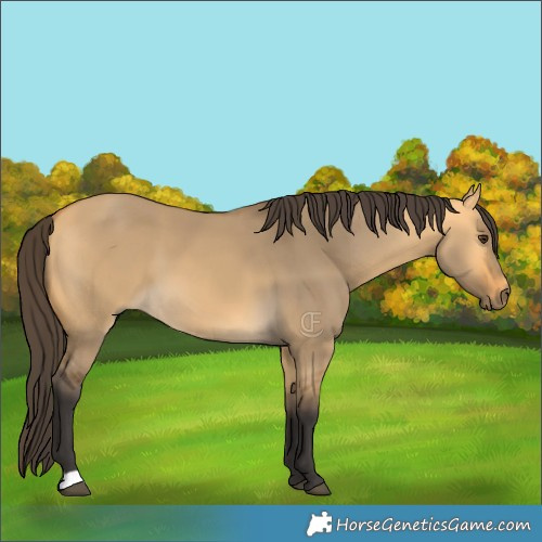 Horse Color:Buckskin Dun 